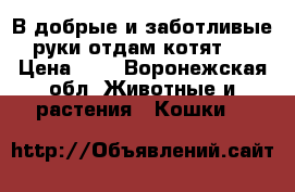В добрые и заботливые руки отдам котят.  › Цена ­ 1 - Воронежская обл. Животные и растения » Кошки   